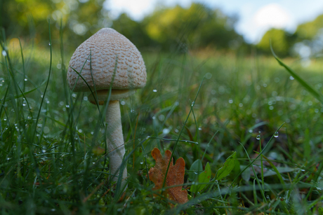 Rafelige parasolzwam 