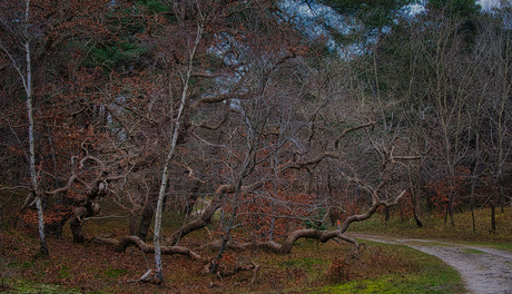 Chaos in het bos