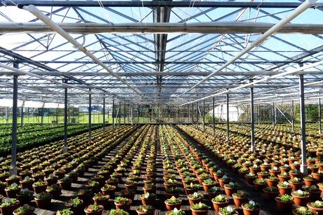 P1270774    KOM  IN DE KAS   op  za 11 en zo 12 april  2026     foto 5 april 2025  