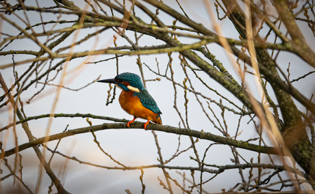IJsvogel bij de Thematervelden