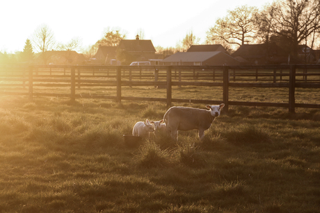 Schaap met lammetjes