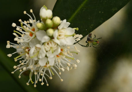 Bloem met spin (met prooi)