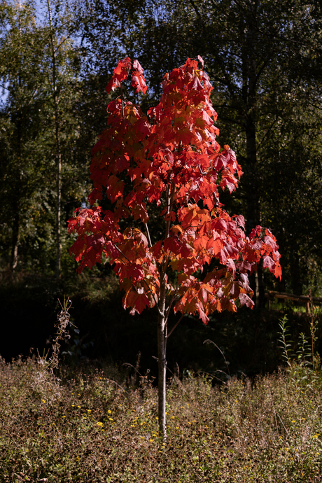 Herfst kleuren .