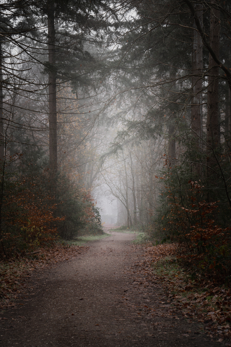 Misty mornings