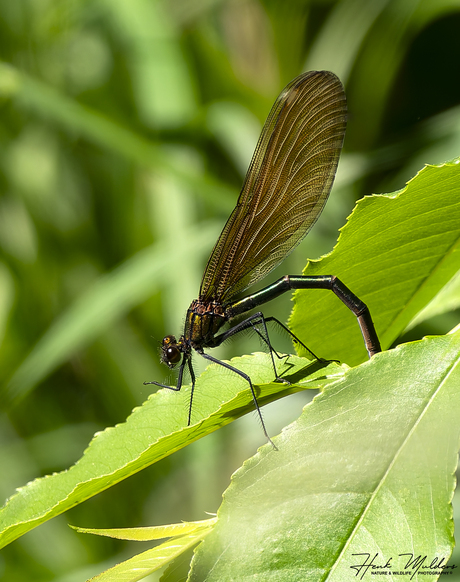Bosbeekjuffer (Calopteryx virgo)