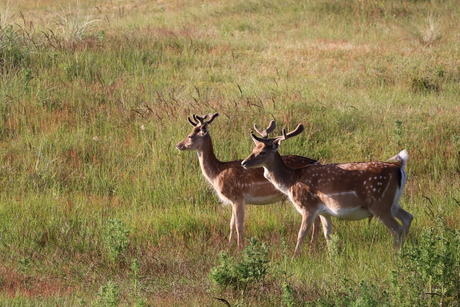 2 hertjes 