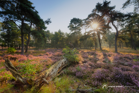 Purple Forest...