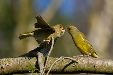 Liefde is...voedsel delen