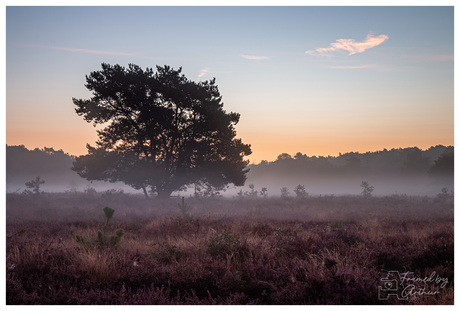 Net voor zonsopkomst heide landschap Udensedreef