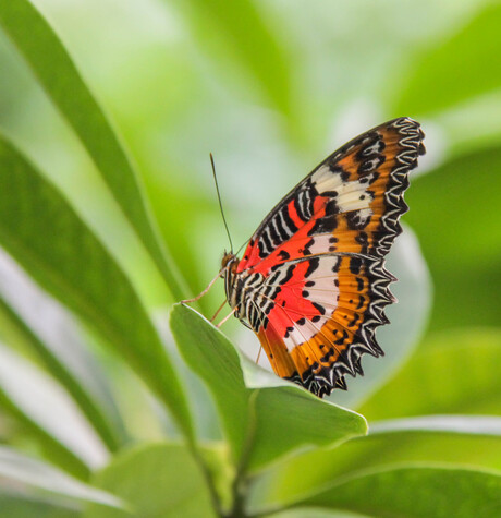 Cethosia penthesilea