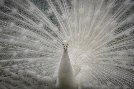 Witte pauw
