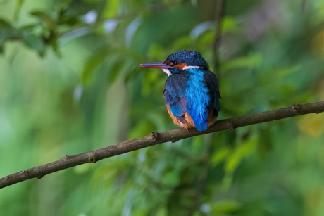 ijsvogel op een tak