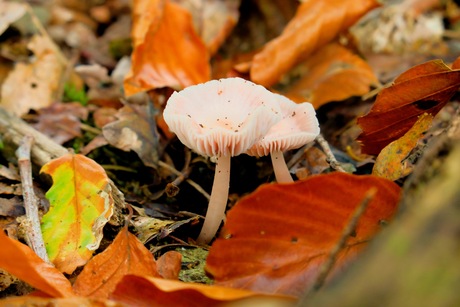 Roze paddenstoelen