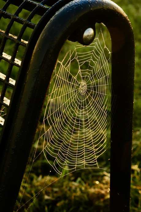 "Stalen" spinnenweb