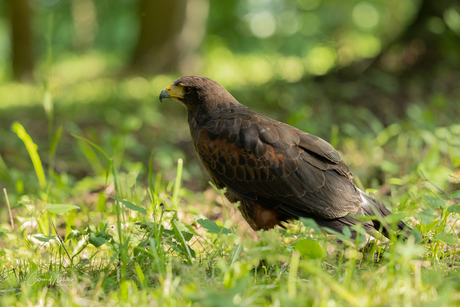 Woestijn buizerd