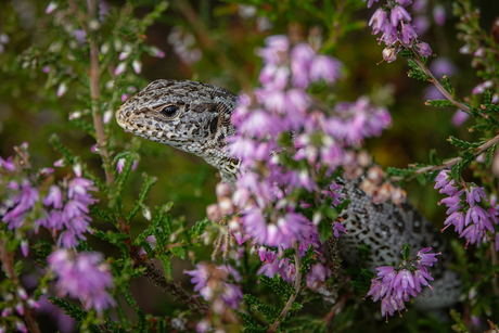 prachtige Zandhagedis