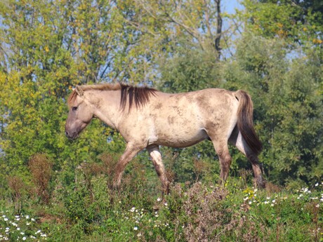 Aan de wandel