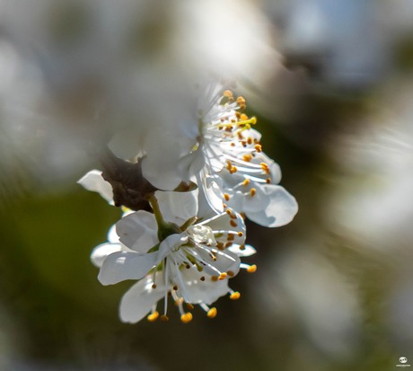 Bloem  