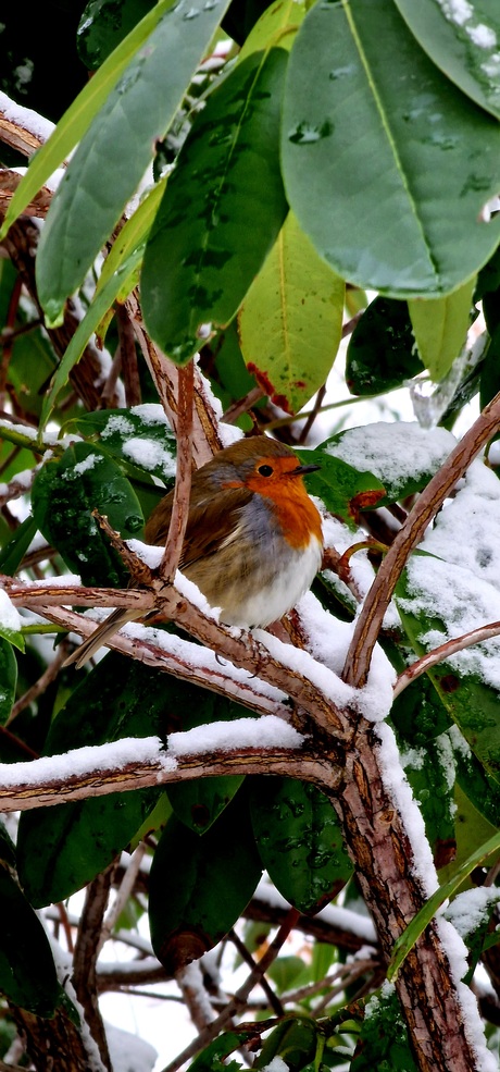 roodborstje in de sneeuw