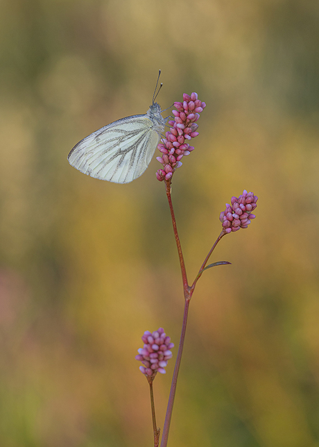 White in full color!