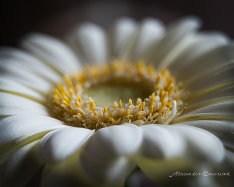 Fotostack van een margriet