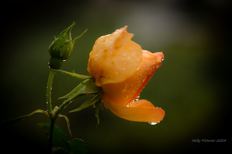 Oranje in de regen