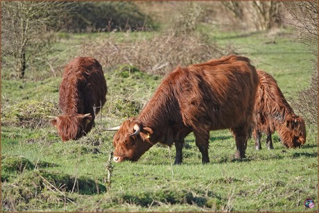 Schotse Hooglanders …