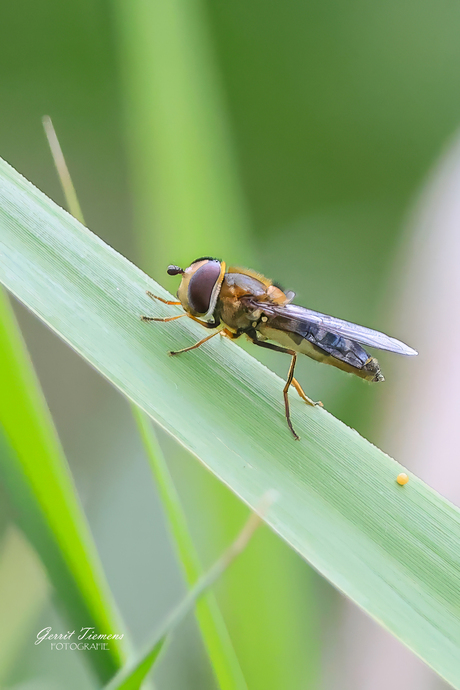 Zweefvlieg