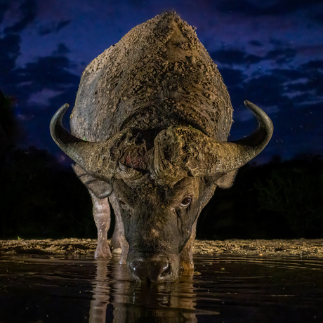 Drinkende Afrikaanse buffel 