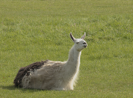 Lama