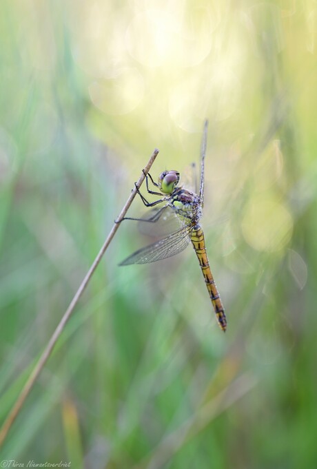 Sparkling Dragonfly