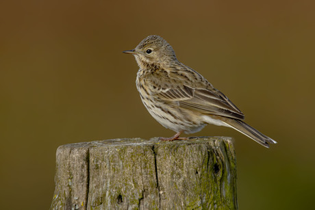 Graspieper op de uitkijk.