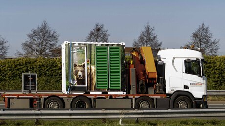 Beren op de weg zien.