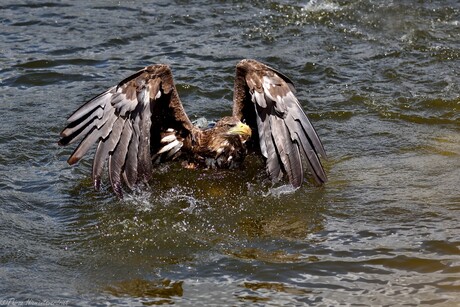 Eagle Splash