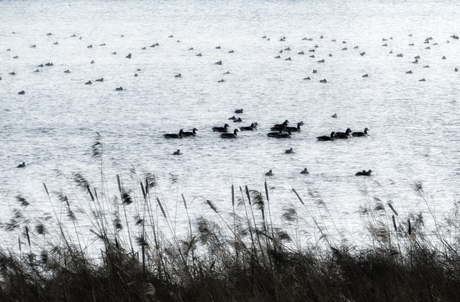 Watervogels