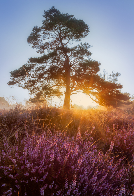 Heide in bloei