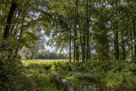 Stilte en mysterieus groen 
