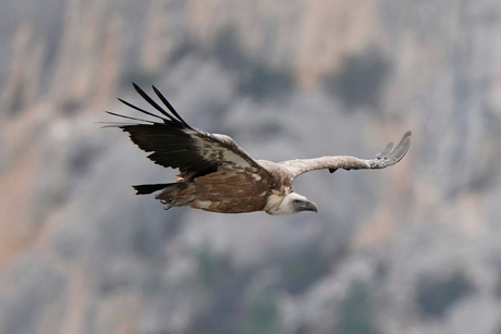 Vale Gier, Gorges du Verdon