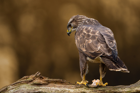 Buizerd