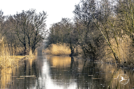 Naardermeer in winterlicht