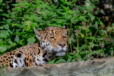 Jaguar in het Zonnetje