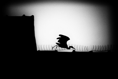 Tussen Licht en Schaduw