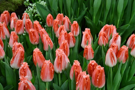 TULP