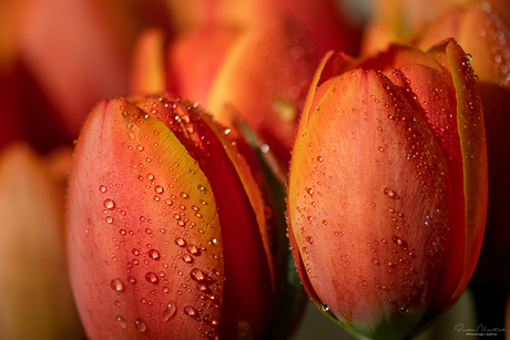 Oranje tulpen