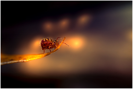 Springstaartje 28.....