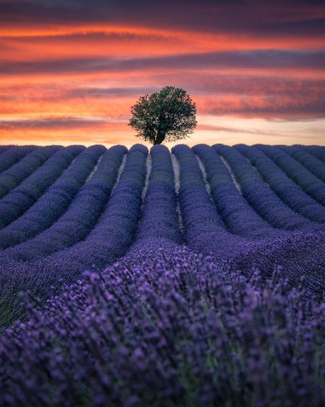 Zonsondergang boven de lavendelvelden van Valensole