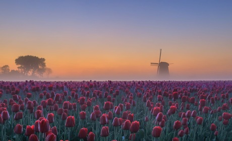 Tulpenveld en zonsopkomst 