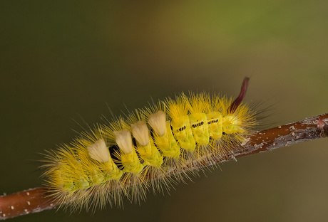 Rups Meriansborstel.