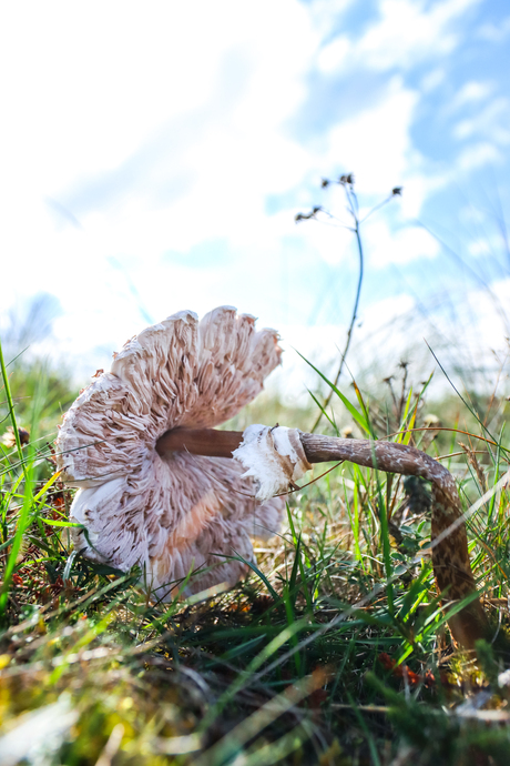 Parasol paddenstoelen