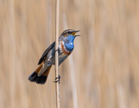 Blauwborst 